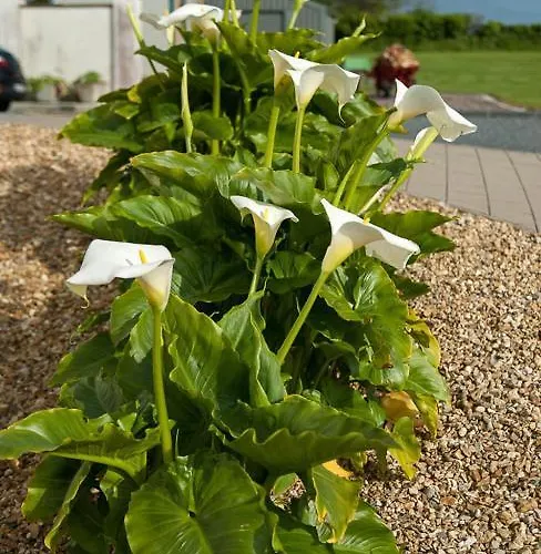 Grove House Bed & Breakfast